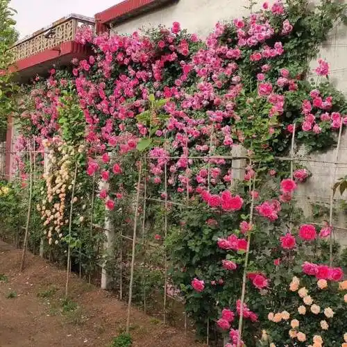 庭院爬墙花卉有哪些(适合庭院养殖的爬藤花卉) - 轩鼎房屋图纸