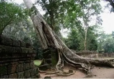 吃人树蛇树奠柏日轮花