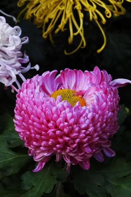 郑州最美的菊花,行将告别2020