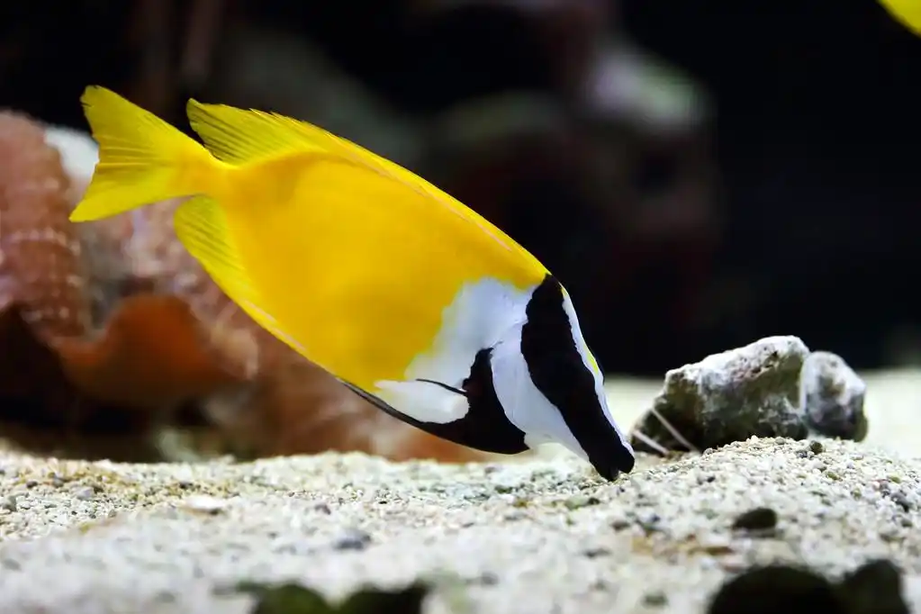 狐狸鱼,福克斯之间珊瑚鱼游泳