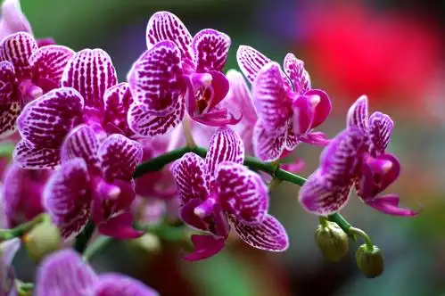 五彩缤纷的蝴蝶兰世界