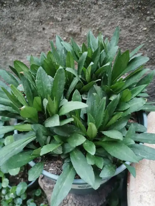 去年十月份买了一棵翠菊,翠菊枯萎后就发出来一丛这个,看着嫩嫩的像