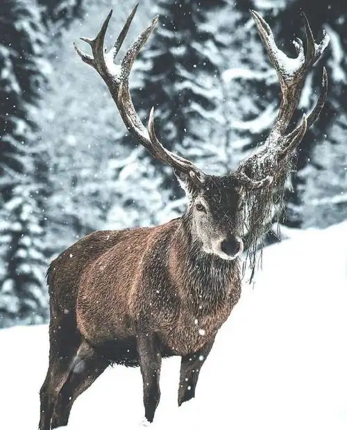 又见麋鹿见者幸运摄影师danielweissenhorn