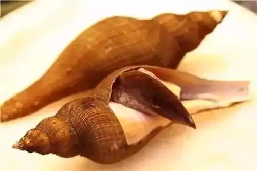 这可能是潮汕菜里最刁钻的食材——响螺