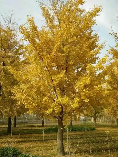 15公分银杏树报价 上海银杏树报价 旭尧苗木