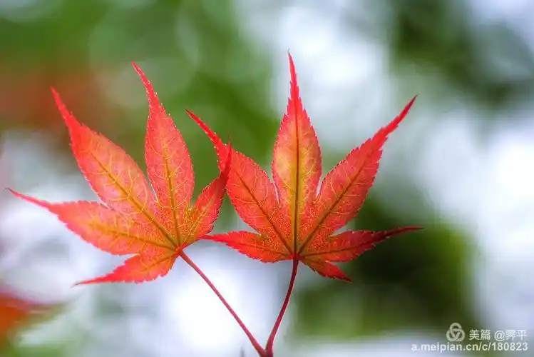 越来越多的想法在不经意间产生,渐渐的爱上了这片片枫叶