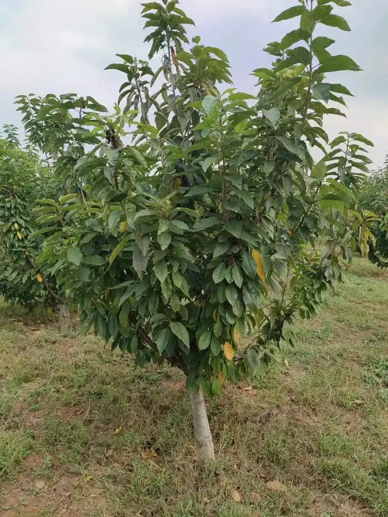昨天农户传来的图片,秋季来了,大樱桃树叶还毅然绿色,树旺叶肥 - 抖音