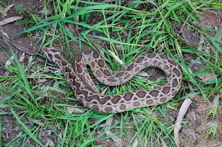 俗称"百步金钱豹",中毒者一般很难求救_毒液_毒蛇_mg