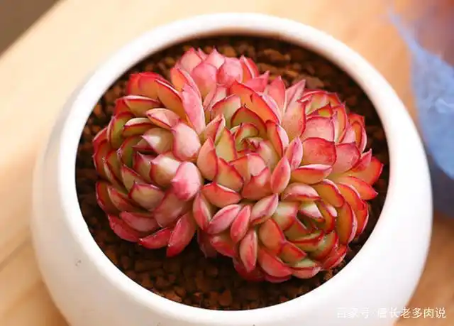 多肉梦幻玫瑰,就凭这如梦似幻的颜值,说它叫"赛玫瑰"我也信!