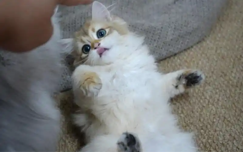 又一批非常听话可爱的小猫咪找新家了