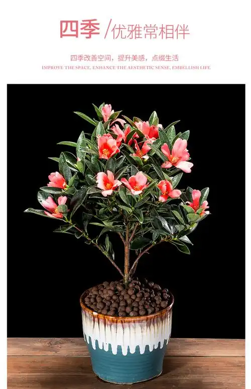 四季茶花的养殖方法和注意事项