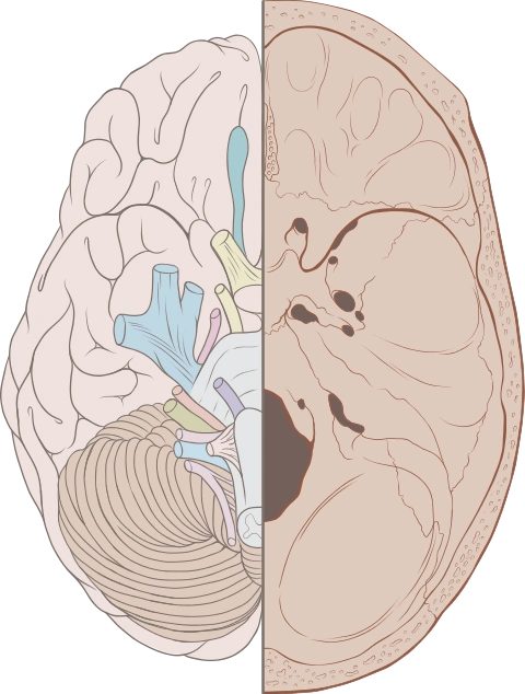 twelve cranial nerves – left view of the human brain from