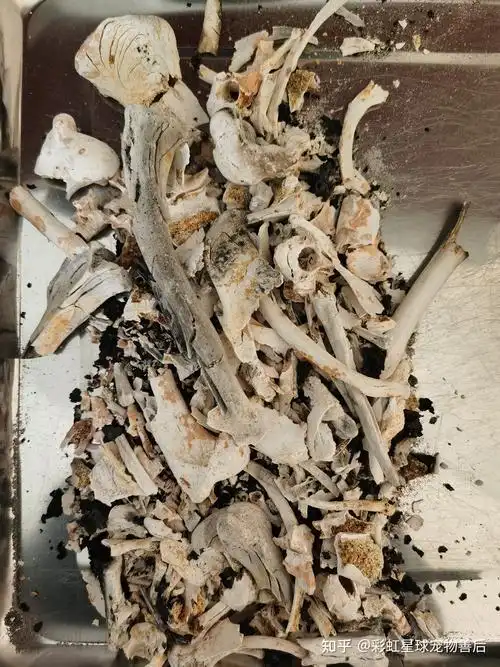 关于宠物骨灰的一些问题