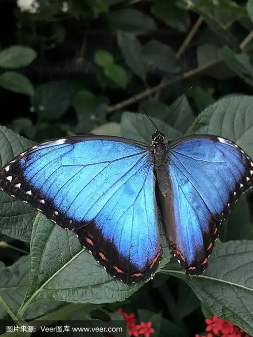 蓝色大闪蝶蝴蝶
