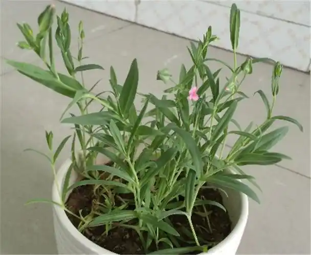 养花高手养满天星换盆时在处理加它满天星枝繁叶茂花开不断