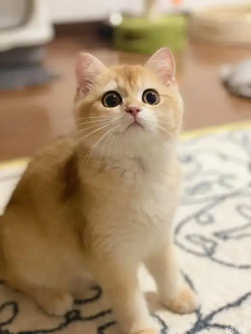 大包子绿眼睛金渐层 猫咪出售 宠物猫 包健康送用品