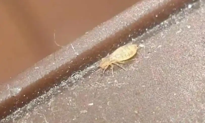 【趣话虫害】"书虱"是个啥虫虫?