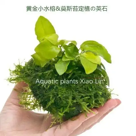 黄金小水榕莫斯苔の定植英石活体真水草鱼缸造景装饰生态瓶草