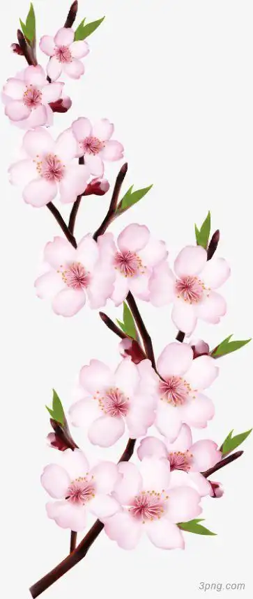 桃花相映红png素材透明免抠图片-节日元素