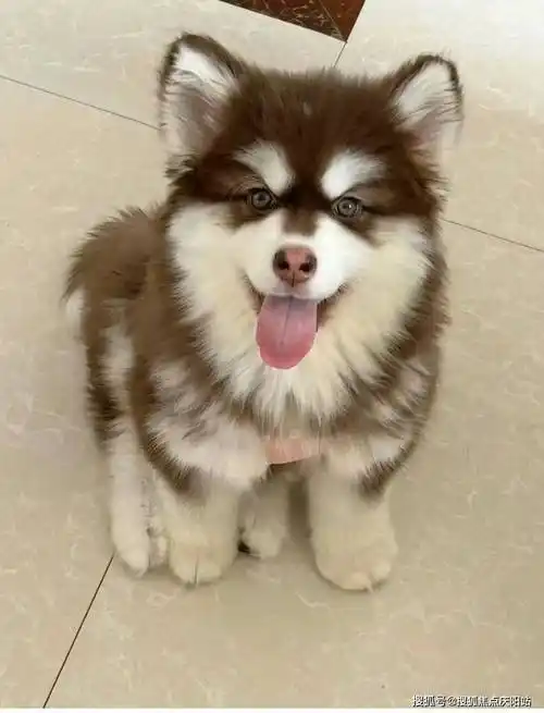 北京买阿拉斯加犬首页网站(北京朝阳区)哪里可以买到品相好的阿拉斯加