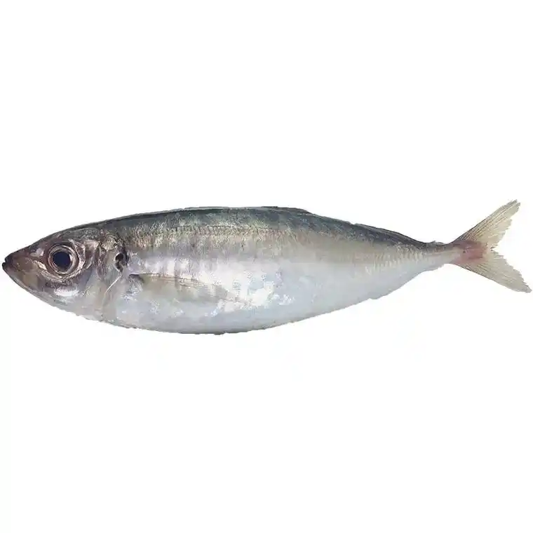 巴浪鱼,学名蓝圆鲹,别名又名刺巴鱼,棍子鱼,池鱼, - 抖音