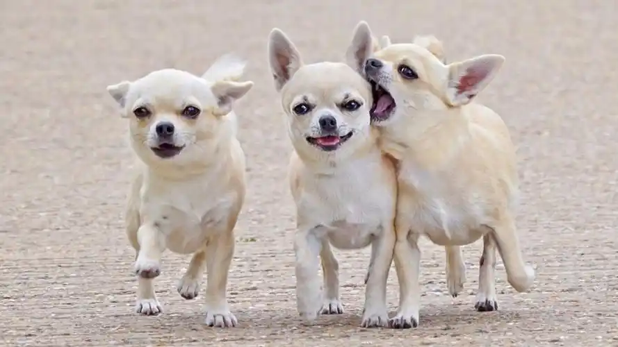 一般人驾驭不了的宠物狗,吉娃娃和松狮入榜了