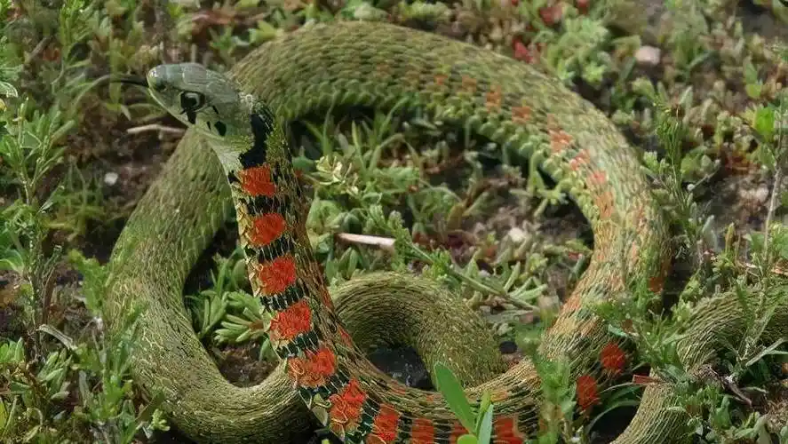 原创外号野鸡脖子身为无毒蛇却体含剧毒其实全是蟾蜍的功劳