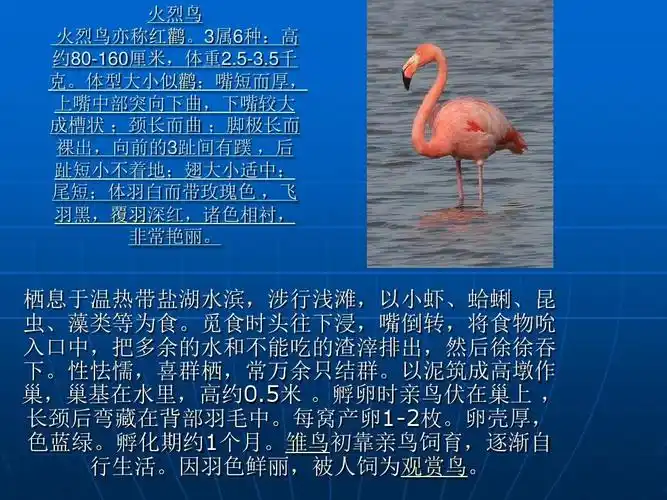 1414100081-郑锦城-火烈鸟ppt