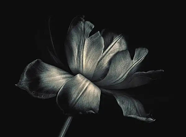 品种,培育,属,白色,背景,郁金香,黑色