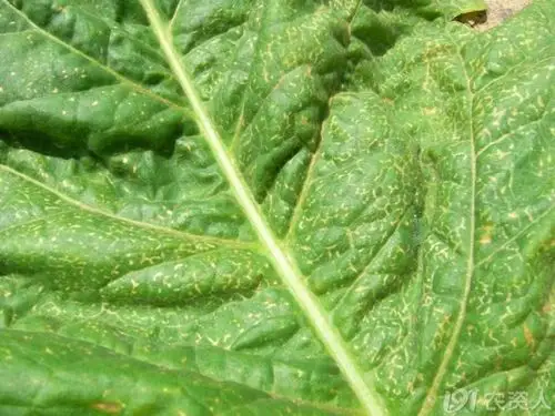 烟草病毒病(两例)超清晰图谱