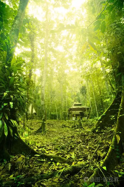 热带雨林在马来西亚期间与雾的清晨