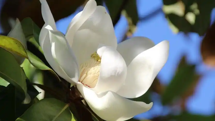 广玉兰花图片大全大图玉兰花图片大全大图