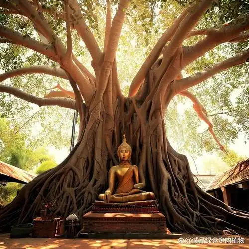 菩提树是一种桑科榕属的植物,原产于印度,也是印度的国树.