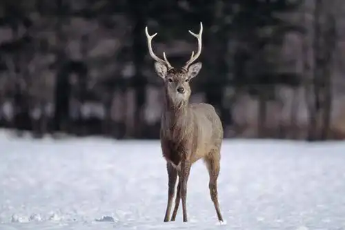 无人,站,横图,室外,特写,白天,正面,森林,树林,雪,植物,大雪,鹿,野生