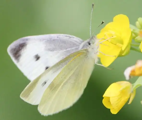 东山寺山脚的菜地里,一只东方菜粉蝶. - 务林人的春天 - 大众摄影网