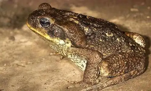 为什么蟾蜍身上会长"疙瘩"?长相不好看,背后的原因很有趣!