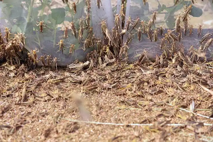 退役军人养殖蚂蚱研发蚂蚱酱年销两万余瓶