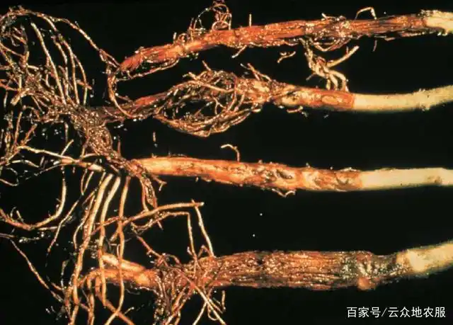 夏季高温多雨豆角烂根枯死,可能是根腐病,教你3个方法解决