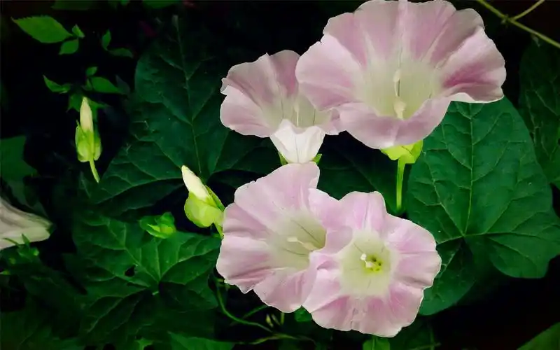 野牵牛花高清宽屏电脑桌面主题壁纸图片下载