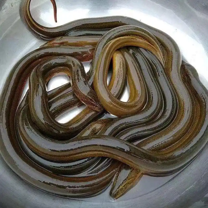 纯野生黄鳝 黄鳝有盘鳝,1到3两的,冬天到了,黄鳝真的越来越少,要吃