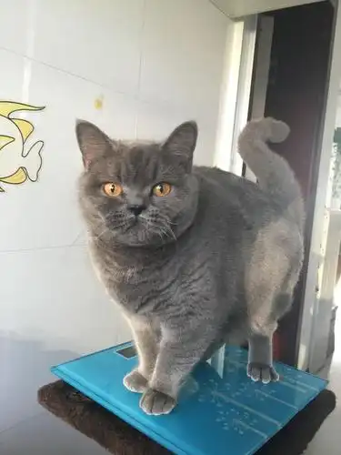 英短蓝猫太肥了怎么控制?