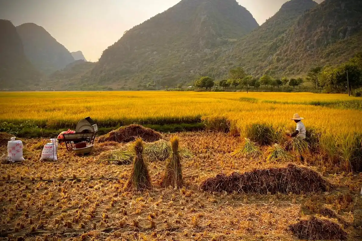 丰收的景象 金色的秋天,大地上的稻谷成熟耀眼,玉米穗饱满沉甸甸.