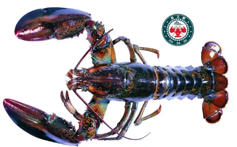 黄石优惠的虾之都淡水澳洲大龙虾