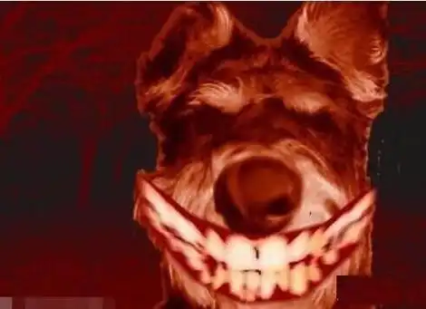 微笑狗是什么:为什么微笑狗很吓人(图)