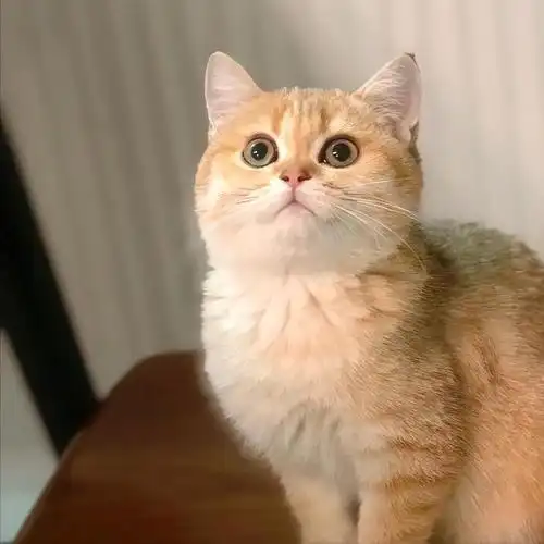 养猫,就选英短"金渐层",好处真的太多了!_网易订阅