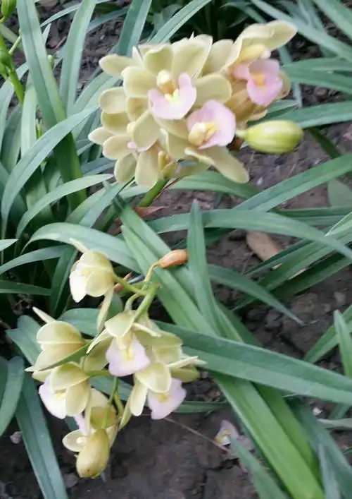 绿色花瓣粉色花心的小香兰