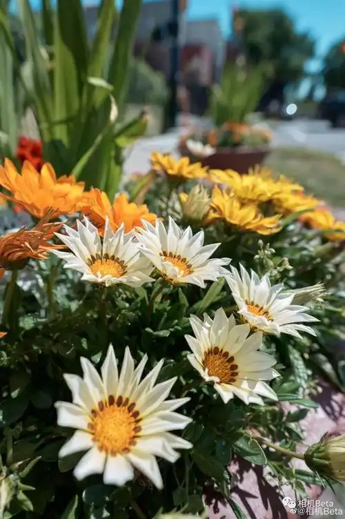 适马20mmf14dgdnart镜头实拍样片