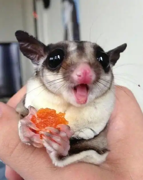 蜜袋鼬多少钱(蜜袋鼯100块钱是假的吗)