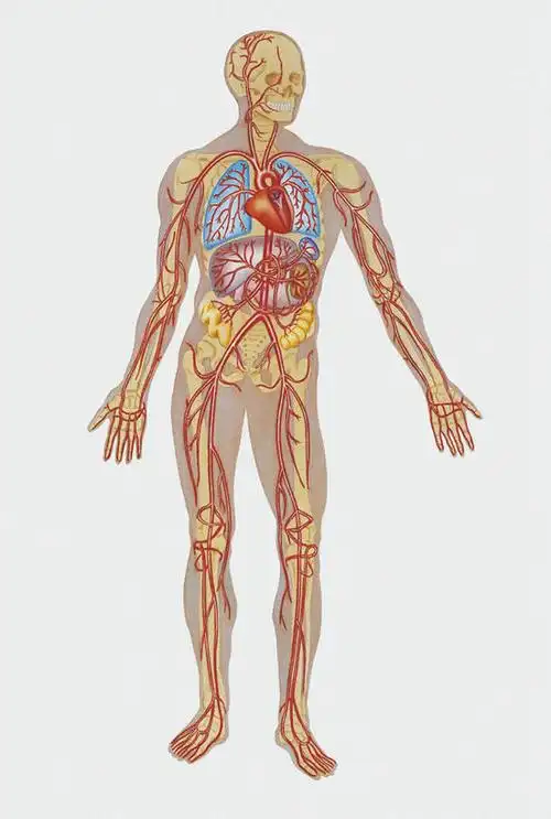 图画,画,红色,白色,人体,电脑合成图,数码合成图,生物学,心血管系统