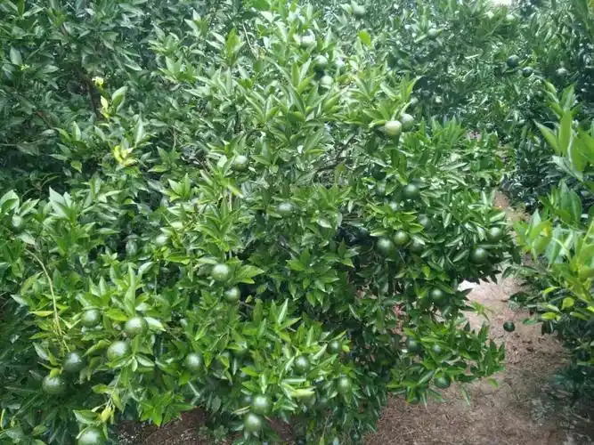 新会东甲小青柑欢迎您